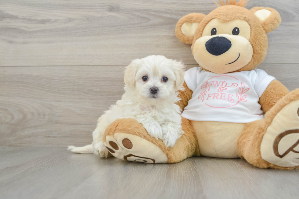 Best Maltipoo Baby