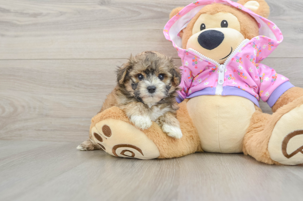 6 week old Maltipoo Puppy For Sale - Pilesgrove Pups