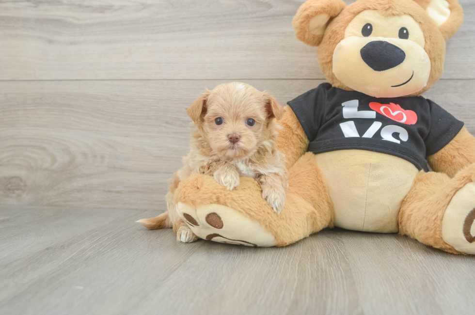 5 week old Maltipoo Puppy For Sale - Pilesgrove Pups