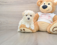 8 week old Maltipoo Puppy For Sale - Pilesgrove Pups