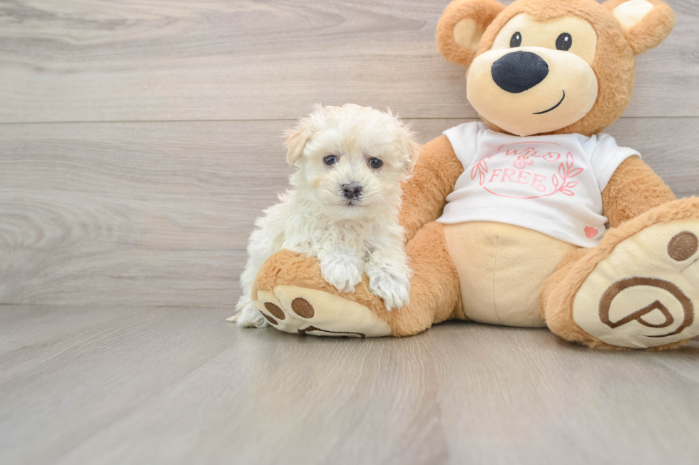 Best Maltipoo Baby