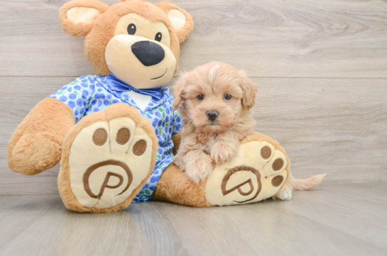Fluffy Maltipoo Poodle Mix Pup