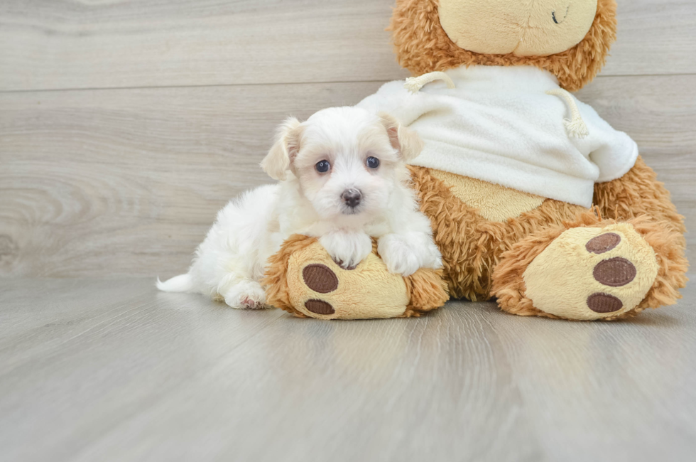 7 week old Maltipoo Puppy For Sale - Pilesgrove Pups