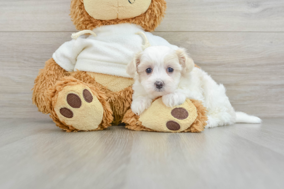 Petite Maltipoo Poodle Mix Pup