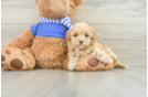 Maltipoo Pup Being Cute