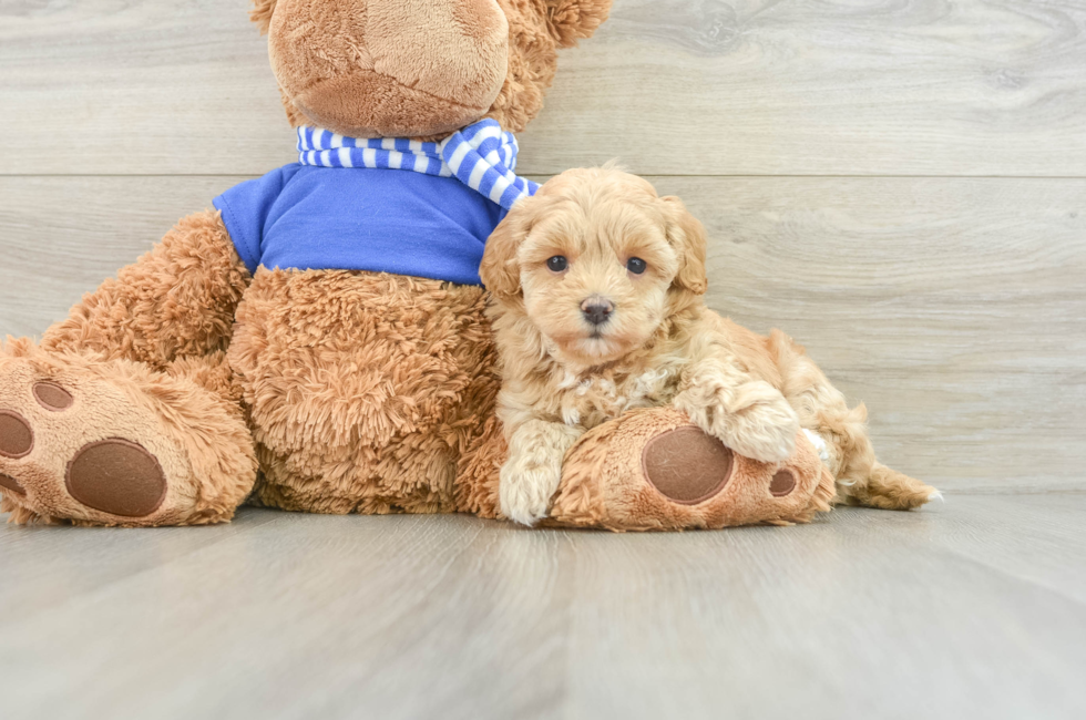 7 week old Maltipoo Puppy For Sale - Pilesgrove Pups