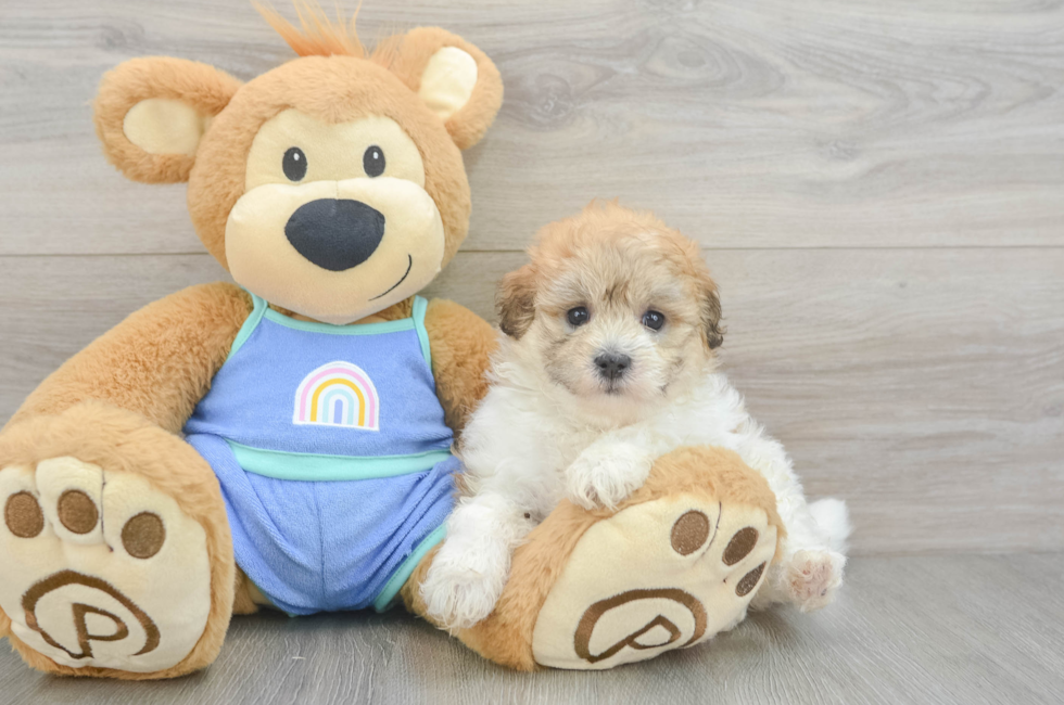 5 week old Maltipoo Puppy For Sale - Pilesgrove Pups