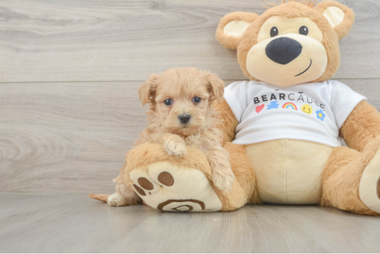 Maltipoo Pup Being Cute