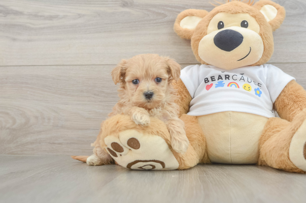 6 week old Maltipoo Puppy For Sale - Pilesgrove Pups