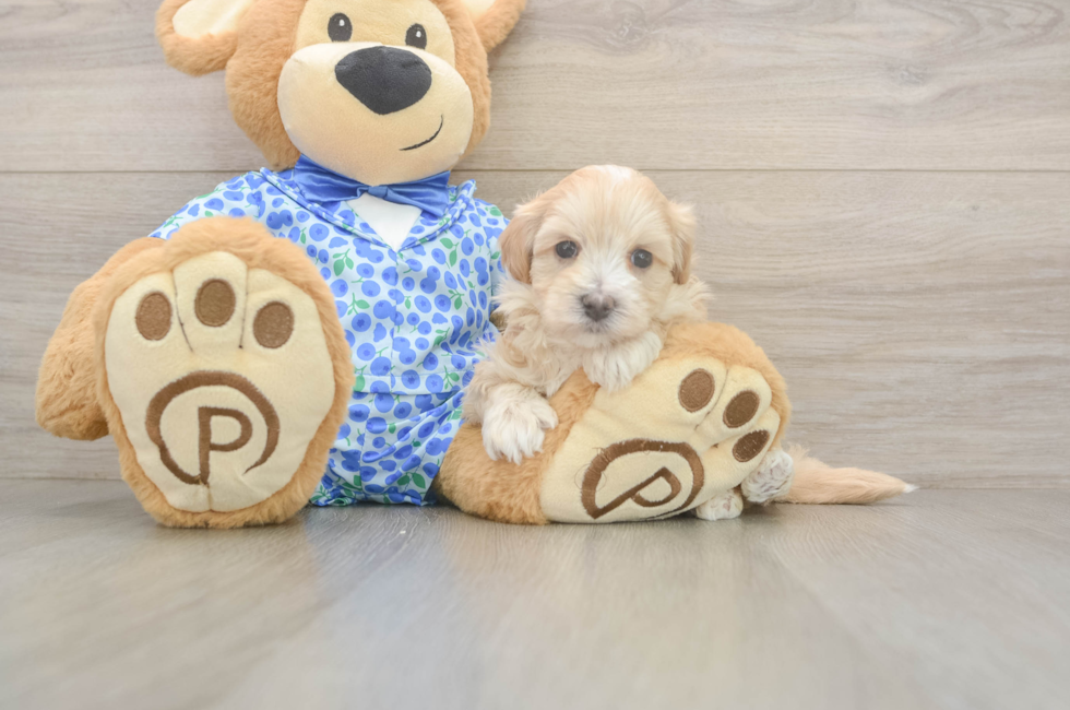 5 week old Maltipoo Puppy For Sale - Pilesgrove Pups