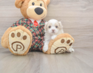 8 week old Maltipoo Puppy For Sale - Pilesgrove Pups