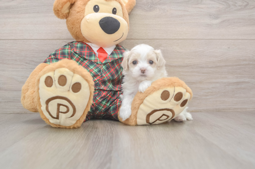 5 week old Maltipoo Puppy For Sale - Pilesgrove Pups