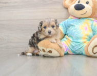 13 week old Maltipoo Puppy For Sale - Pilesgrove Pups