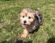 12 week old Maltipoo Puppy For Sale - Pilesgrove Pups