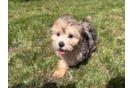 Maltipoo Pup Being Cute