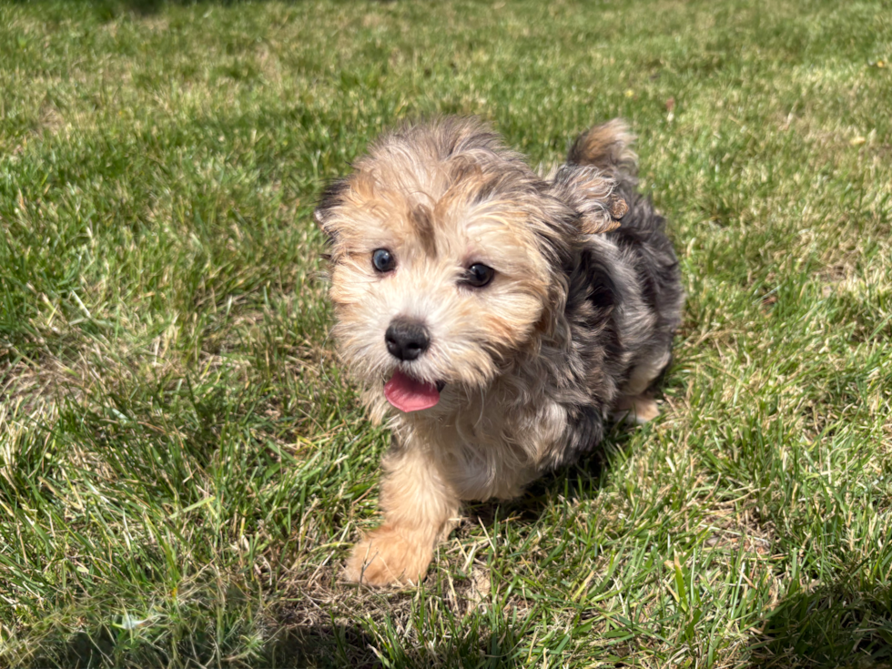 Maltipoo Pup Being Cute