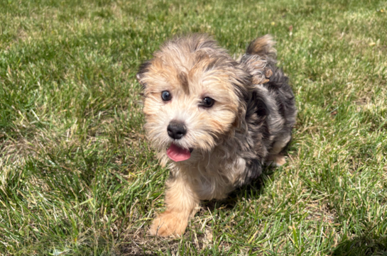 Maltipoo Pup Being Cute