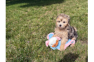 Cute Maltipoo Baby