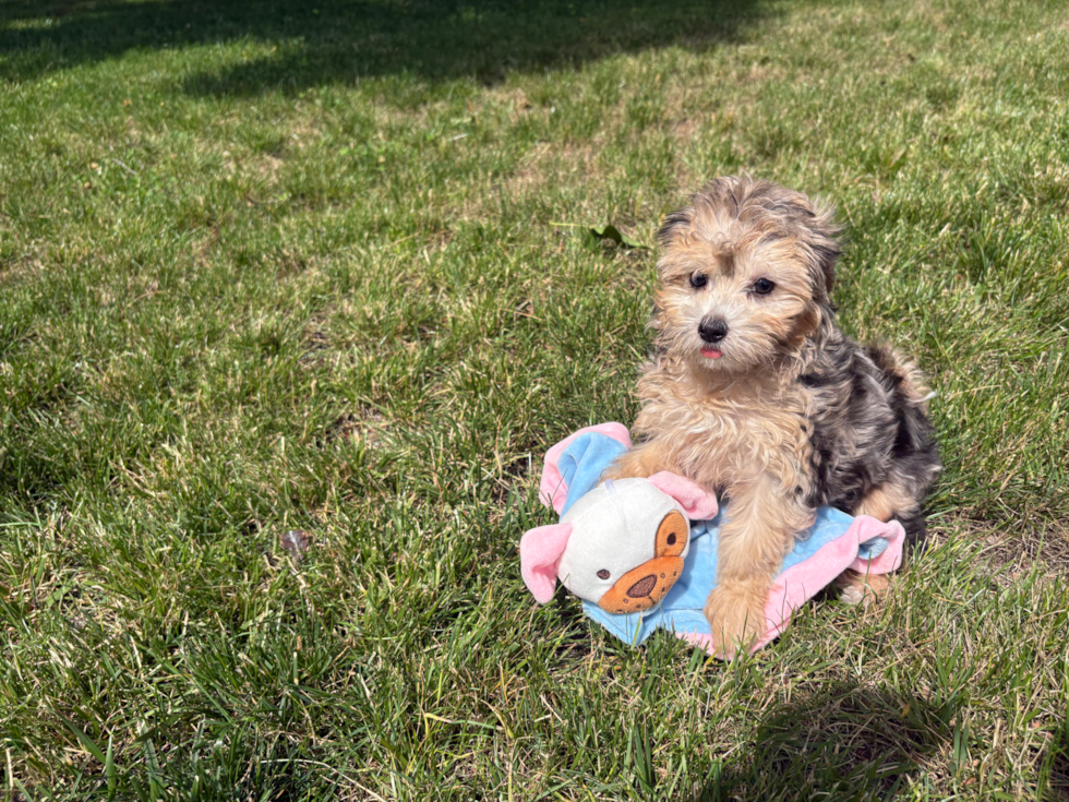Cute Maltipoo Baby