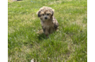 Cute Maltipoo Baby