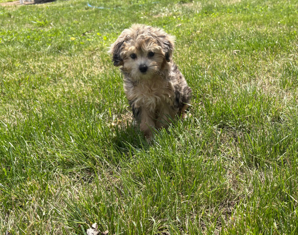 Cute Maltipoo Baby