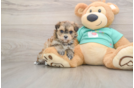 Maltipoo Puppy for Adoption