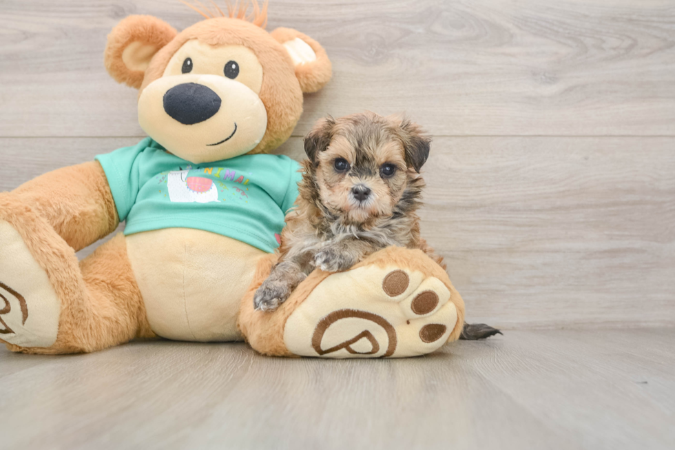Maltipoo Puppy for Adoption