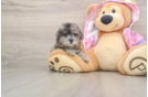 Smart Maltipoo Poodle Mix Pup