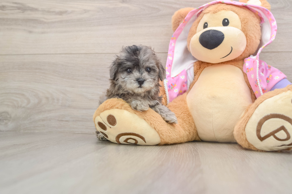 Smart Maltipoo Poodle Mix Pup