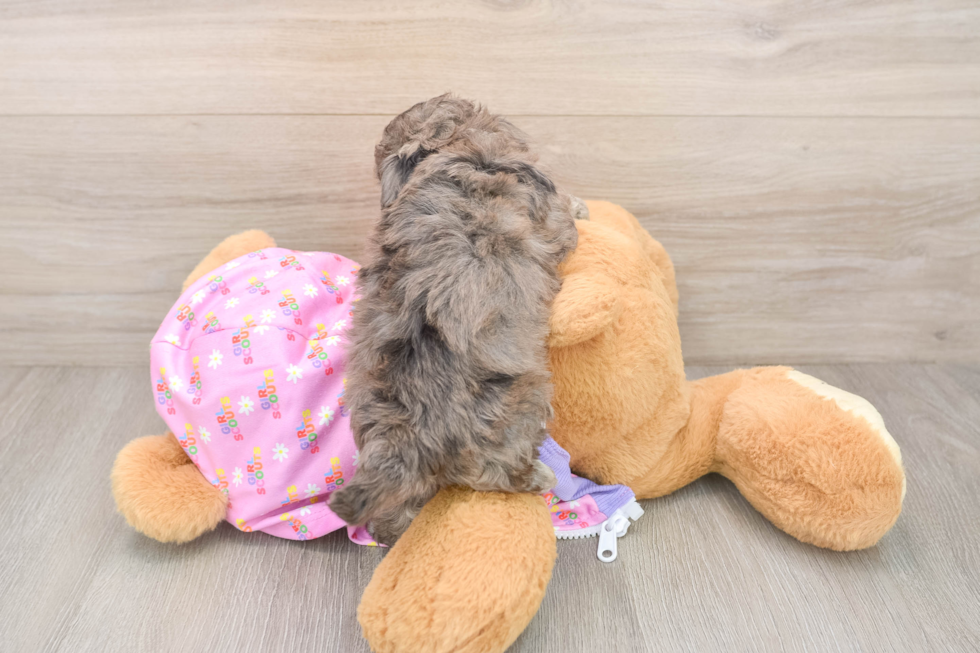 Energetic Moodle Poodle Mix Puppy