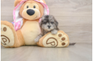 Maltipoo Puppy for Adoption