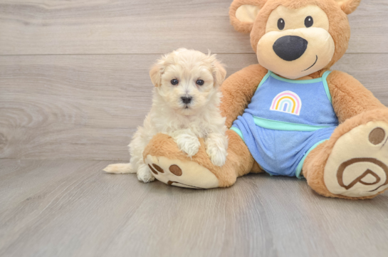 Maltipoo Pup Being Cute