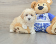 8 week old Maltipoo Puppy For Sale - Pilesgrove Pups