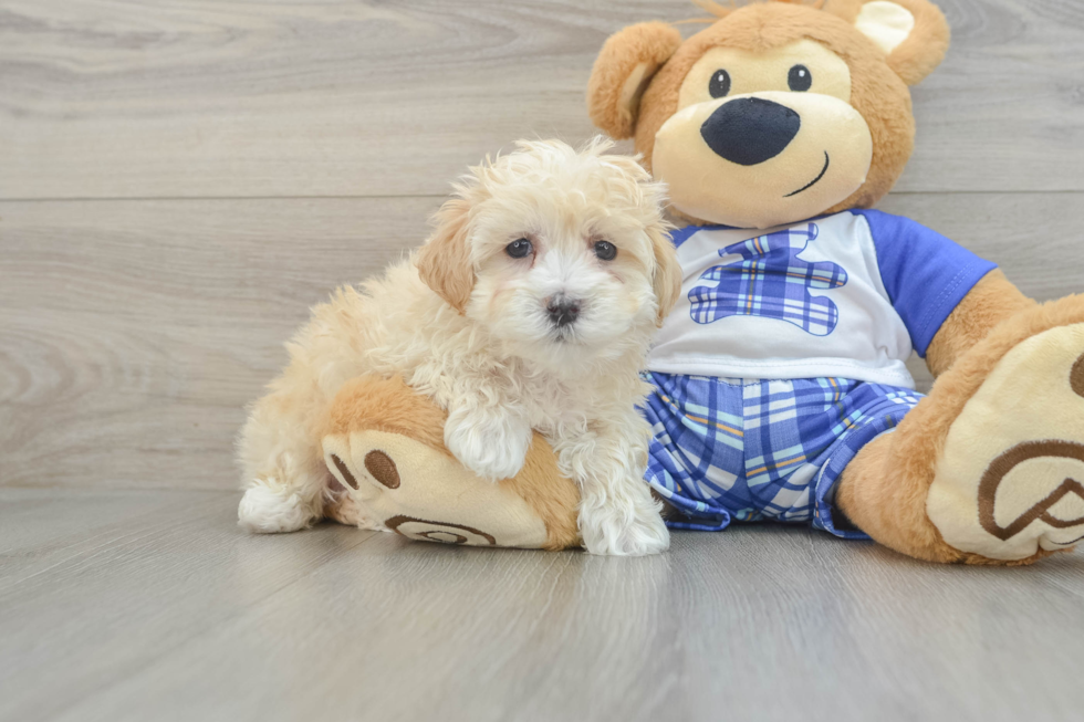 Small Maltipoo Baby