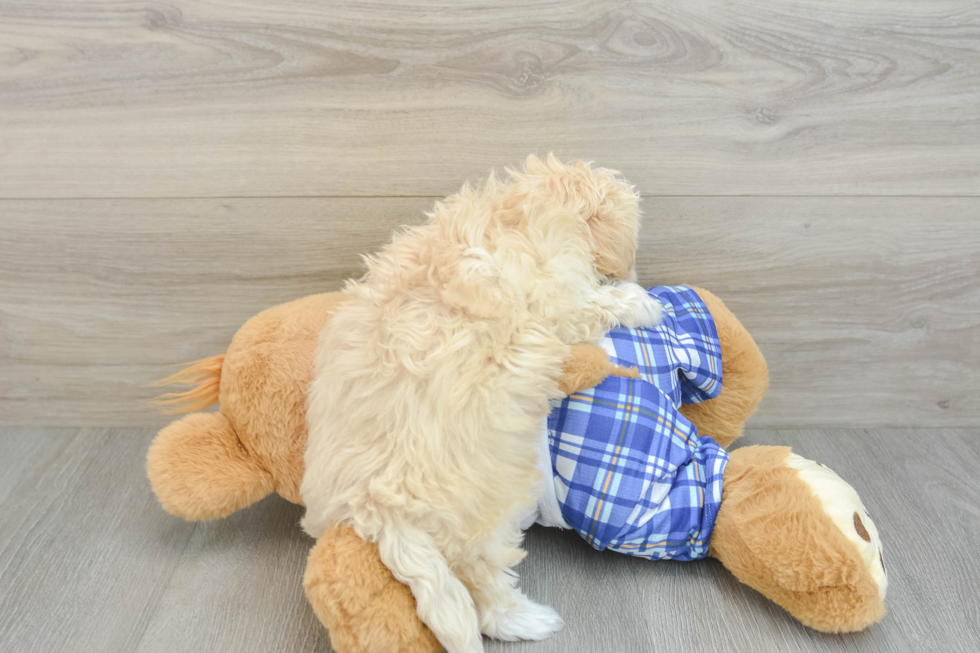 Friendly Maltipoo Baby