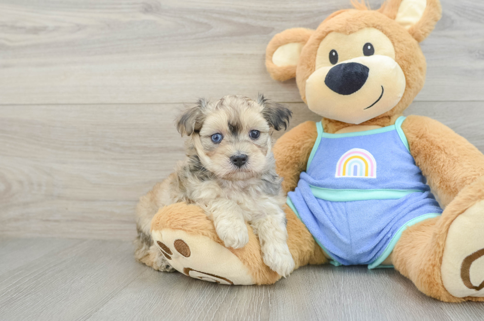 5 week old Maltipoo Puppy For Sale - Pilesgrove Pups
