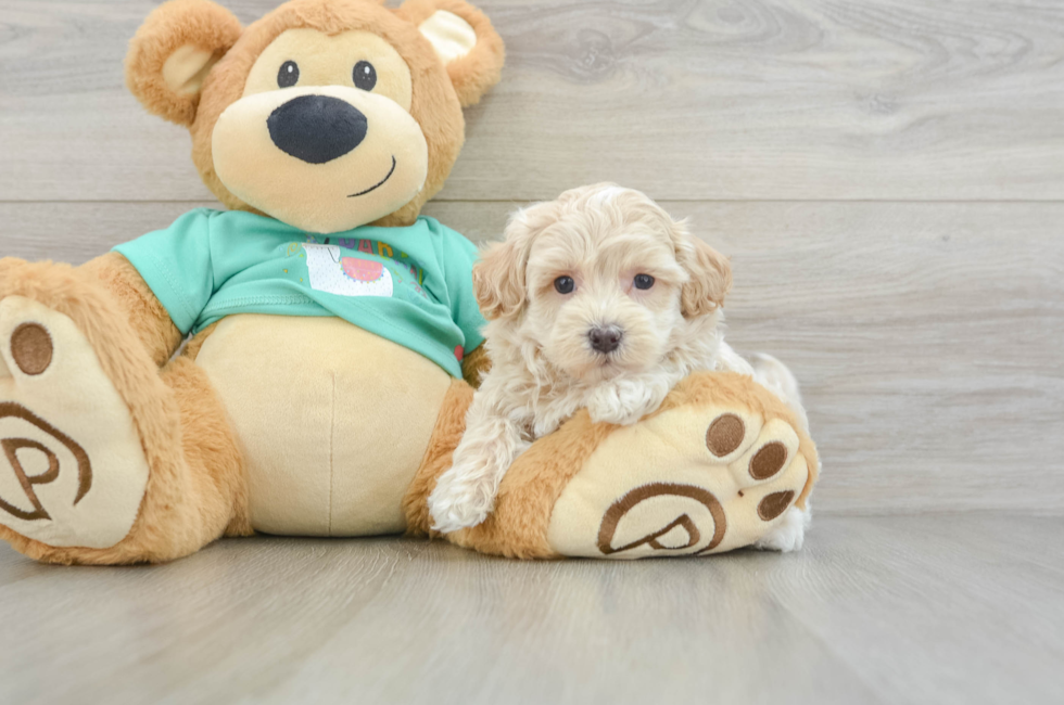 6 week old Maltipoo Puppy For Sale - Pilesgrove Pups
