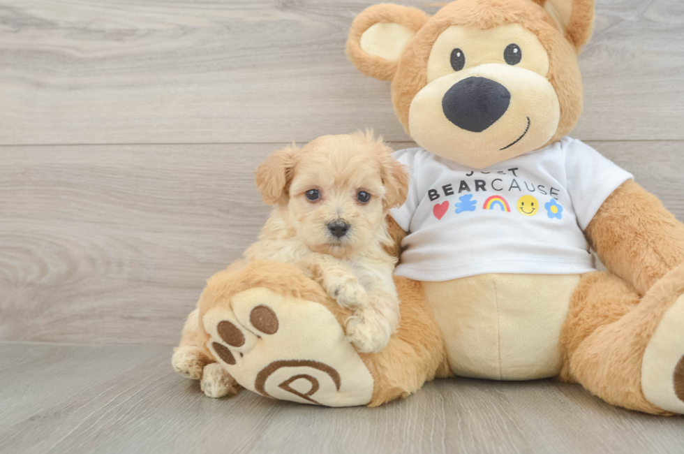 6 week old Maltipoo Puppy For Sale - Pilesgrove Pups