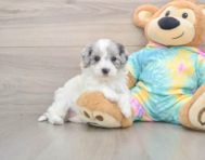 8 week old Maltipoo Puppy For Sale - Pilesgrove Pups