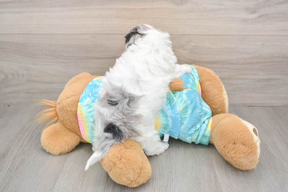 Maltipoo Puppy for Adoption