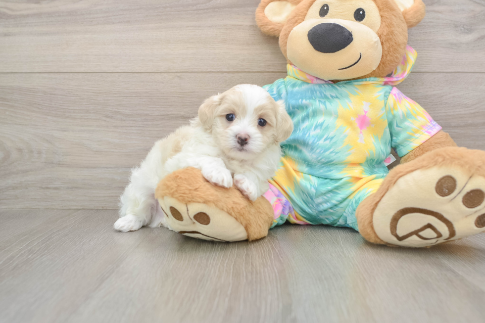 Maltipoo Puppy for Adoption