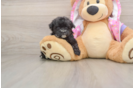 Smart Maltipoo Poodle Mix Pup