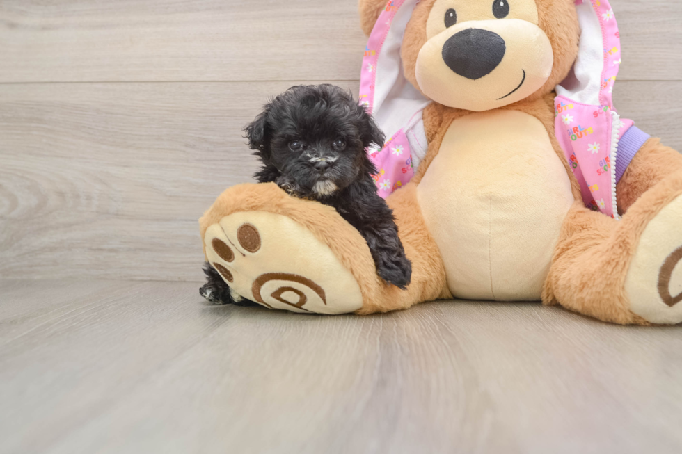 Smart Maltipoo Poodle Mix Pup