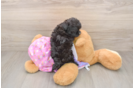 Friendly Maltipoo Baby