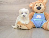 8 week old Maltipoo Puppy For Sale - Pilesgrove Pups