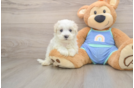 Maltipoo Puppy for Adoption