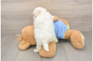 Maltipoo Pup Being Cute