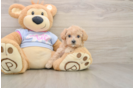 Maltipoo Pup Being Cute