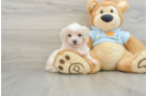 Maltipoo Puppy for Adoption