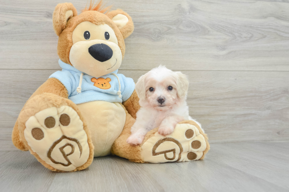 7 week old Maltipoo Puppy For Sale - Pilesgrove Pups